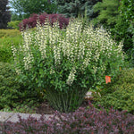 Vanilla Cream Baptisia
