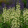 Vanilla Cream Baptisia