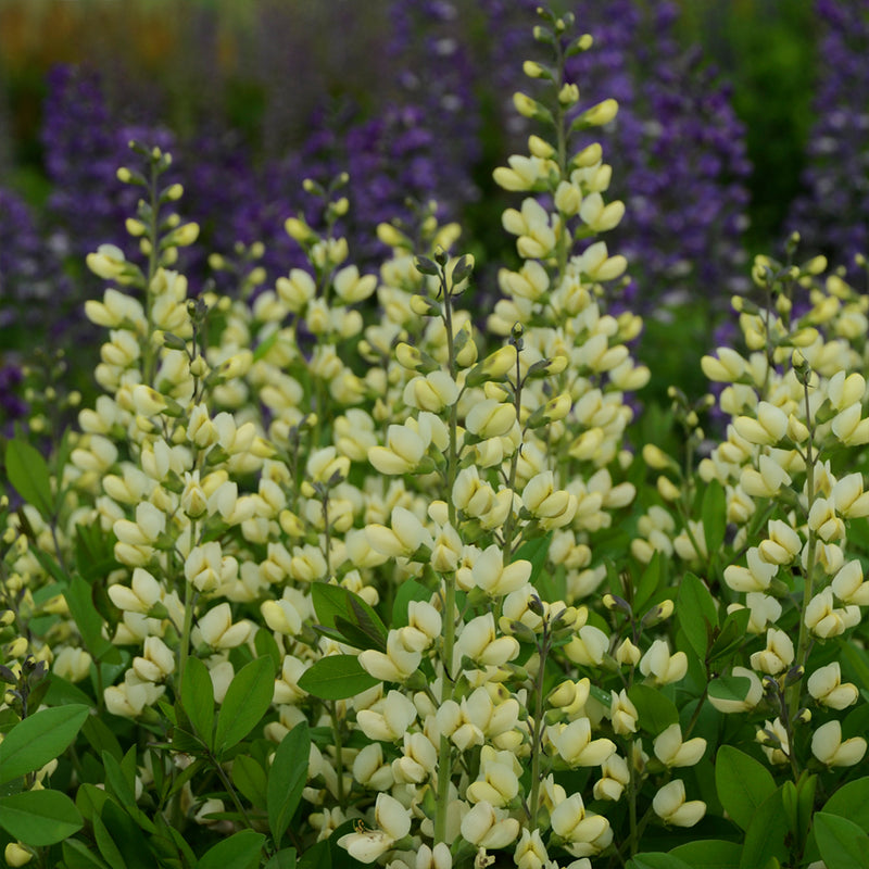 Vanilla Cream Baptisia