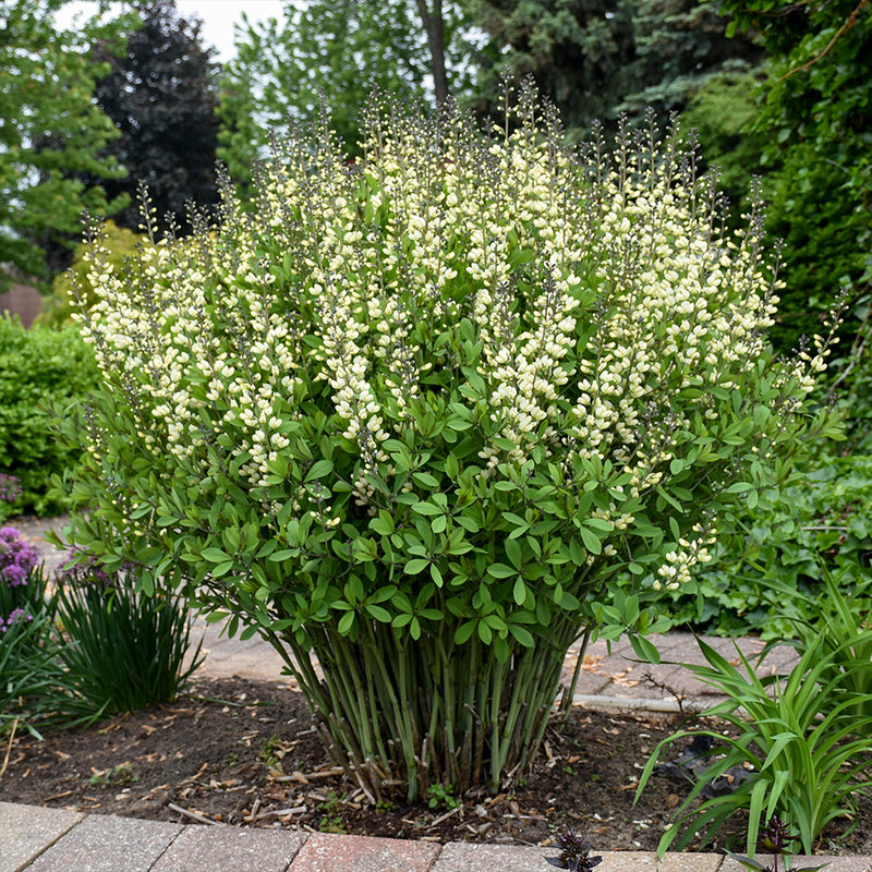 Vanilla Cream Baptisia