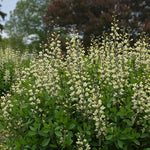 Vanilla Cream Baptisia
