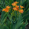 Freckle Face Blackberry Lily
