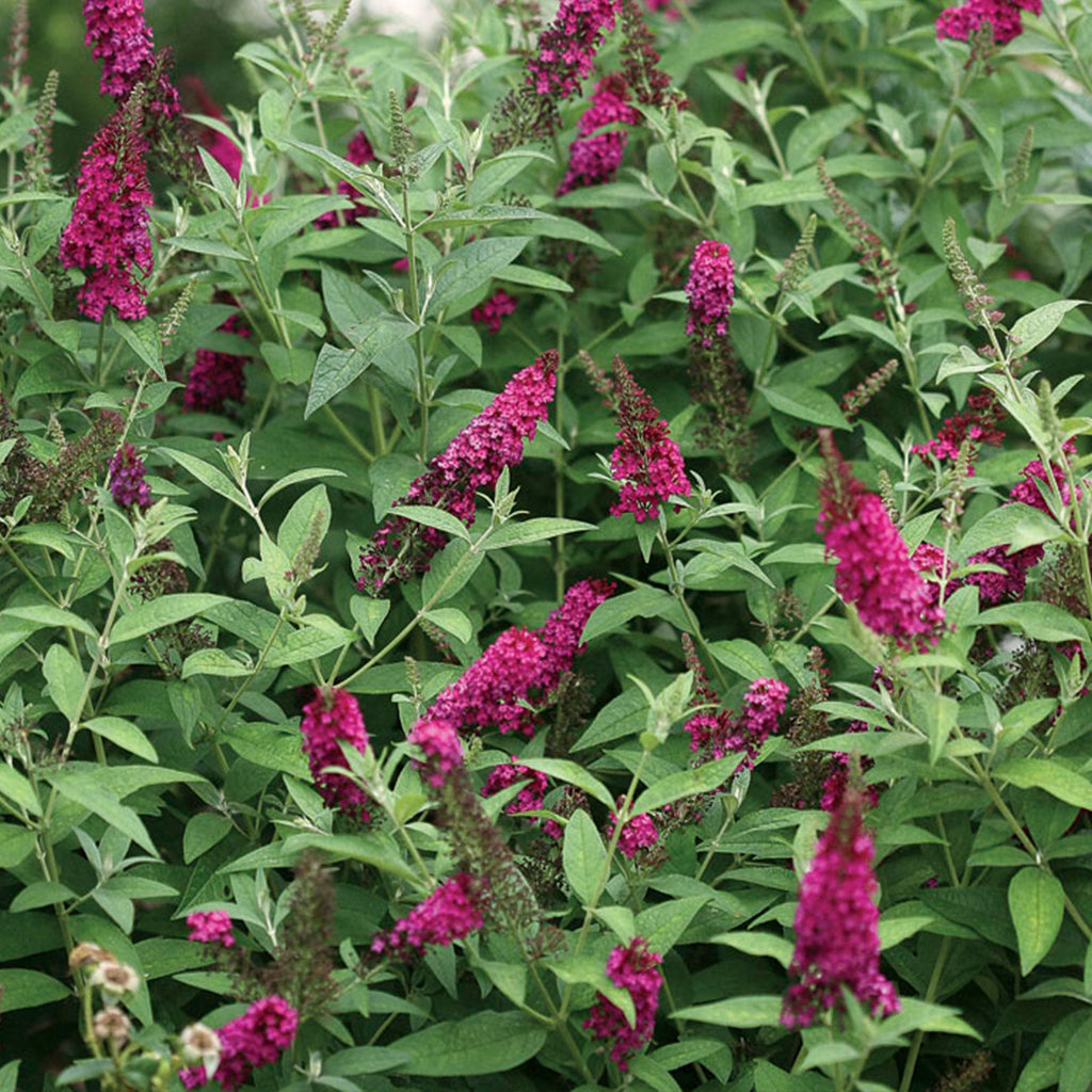 Attraction Butterfly Bush