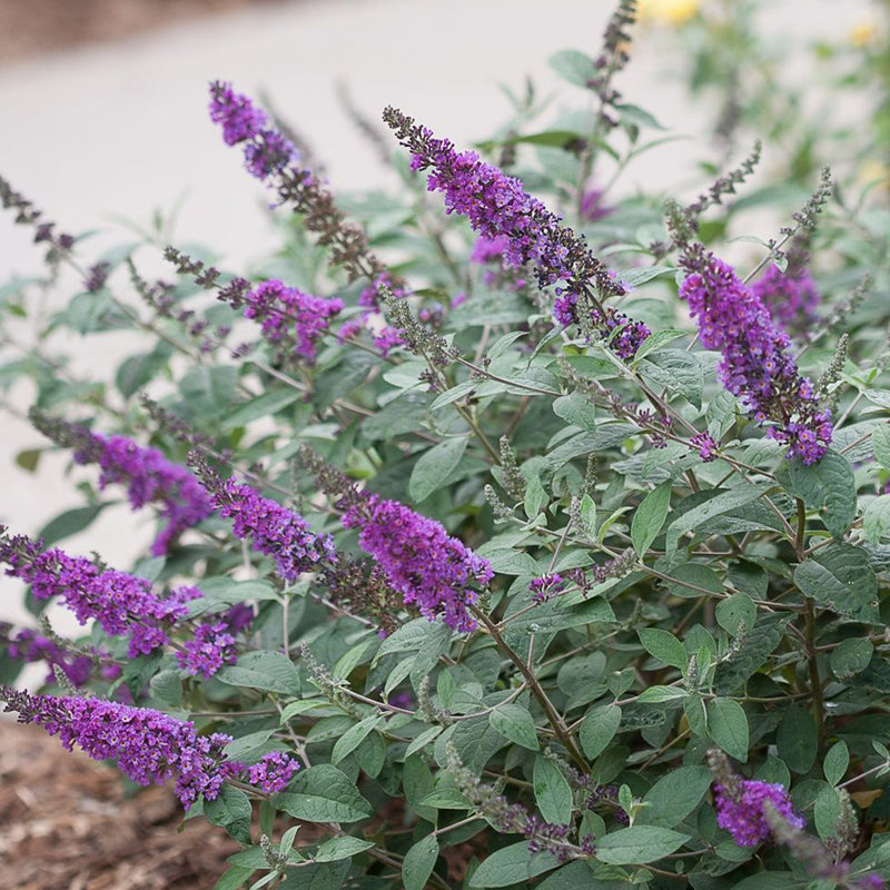 Blue Chip Jr. Butterfly Bush