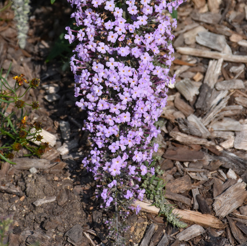 Grand Cascade Butterfly Bush