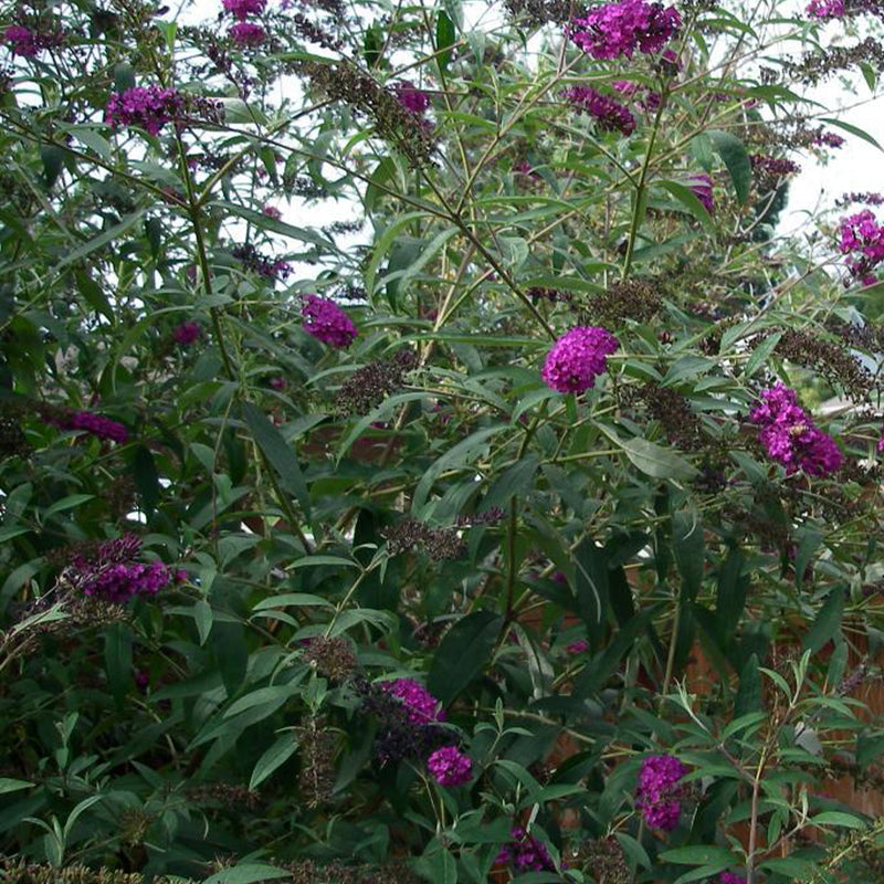 Royal Red Butterfly Bush