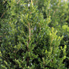 Cranberry Creek Boxwood