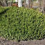 Winter Gem Boxwood