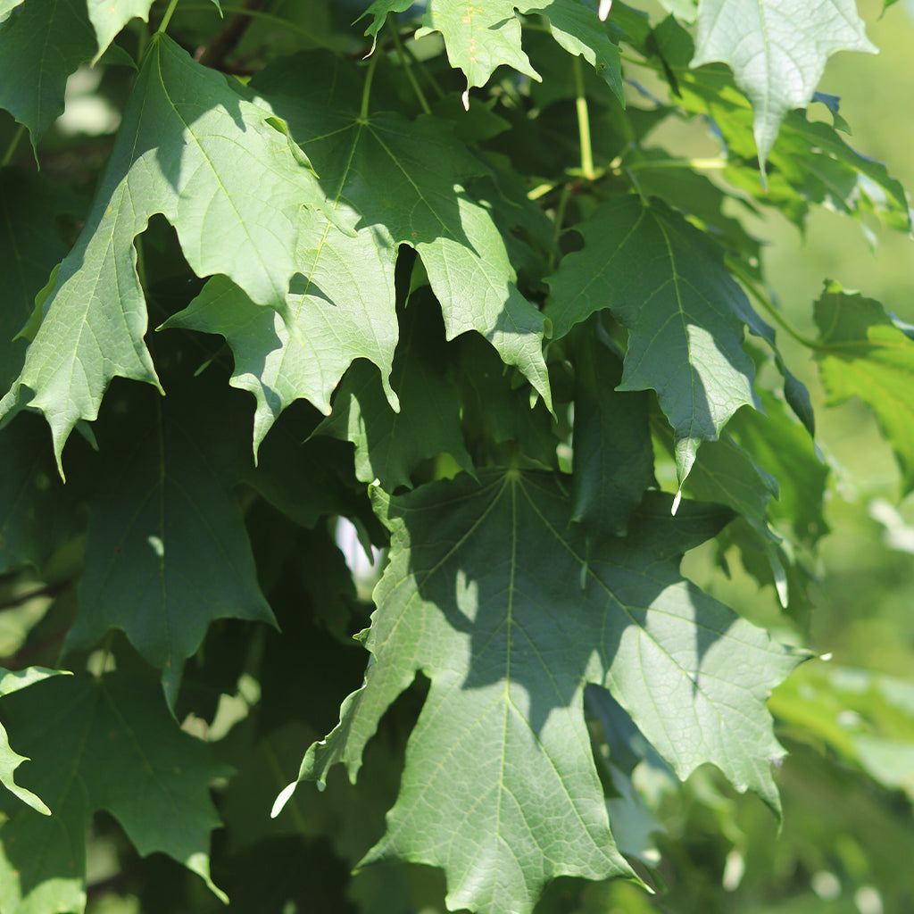 Columnar Trees – Ray Wiegand's Nursery & Garden Center