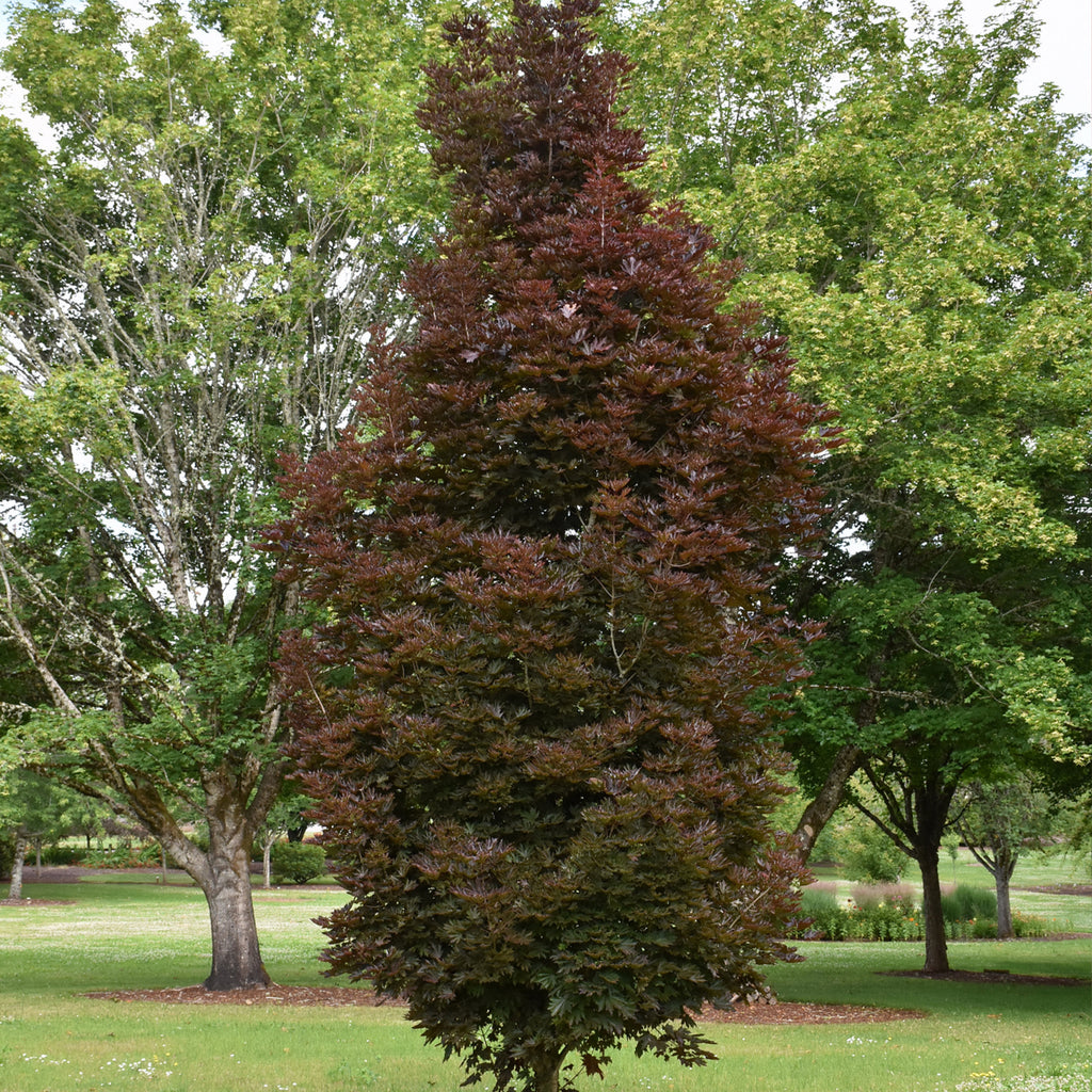 Columnar Trees – Ray Wiegand's Nursery & Garden Center