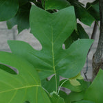 Tuliptree