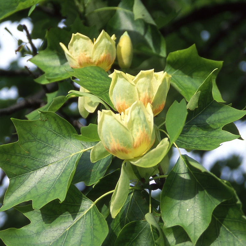 Tuliptree