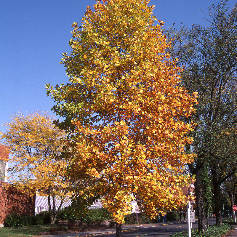 Tuliptree