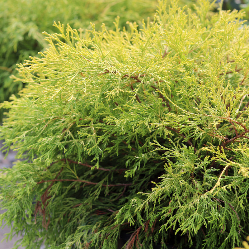 Golden Mop Cypress