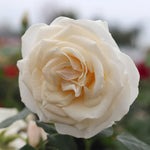 Easy Sprit™ Floribunda Rose