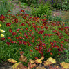 Mercury Rising Coreopsis