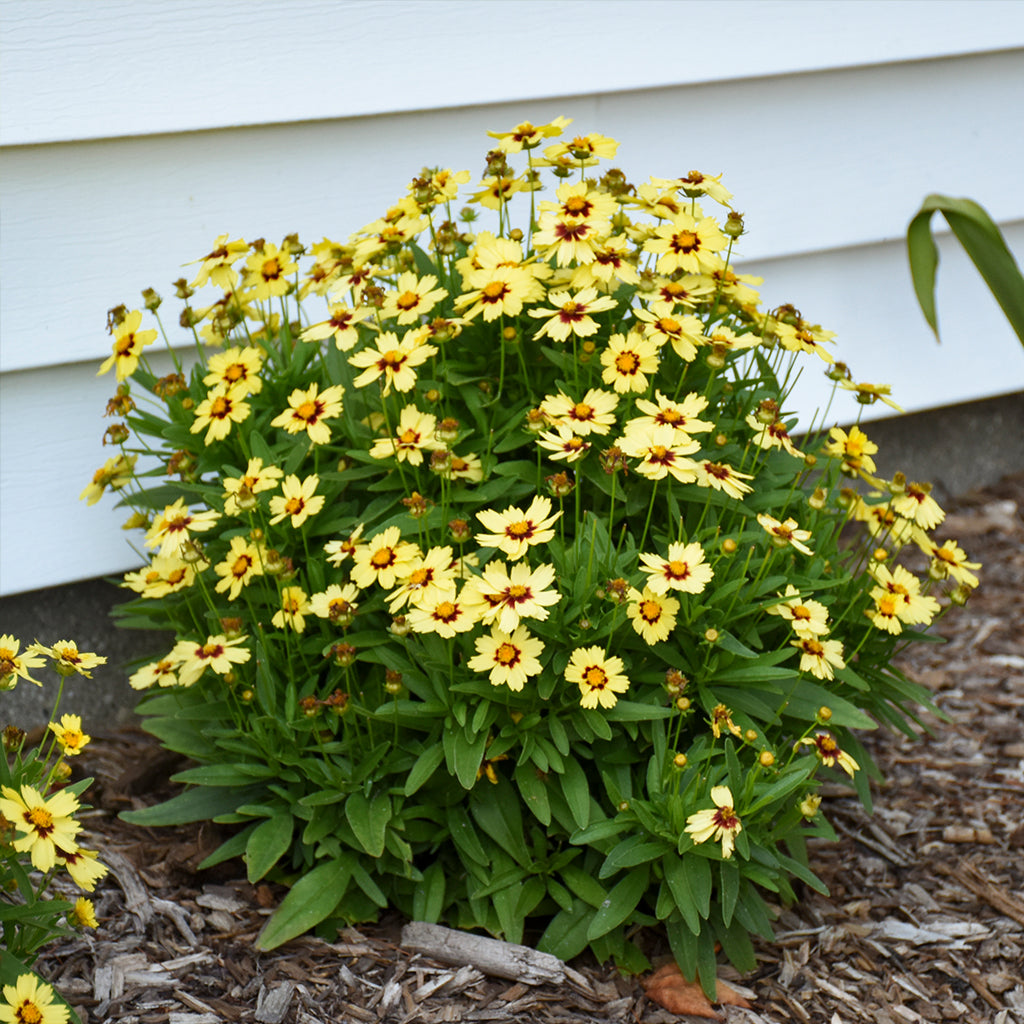 Uptick Cream and Red Coreopsis