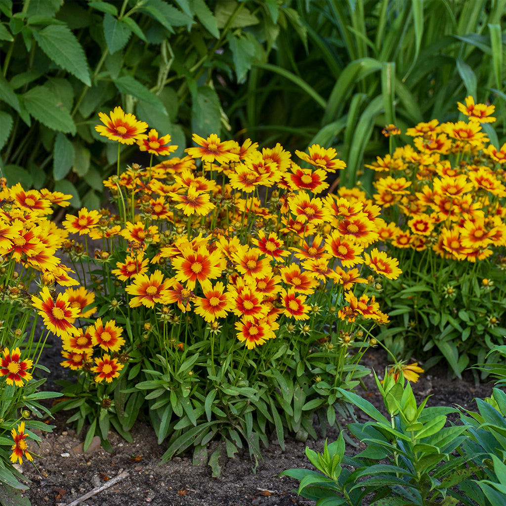 Uptick Gold and Bronze Coreopsis