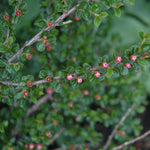 Hessei Cotoneaster