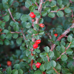 Hessei Cotoneaster