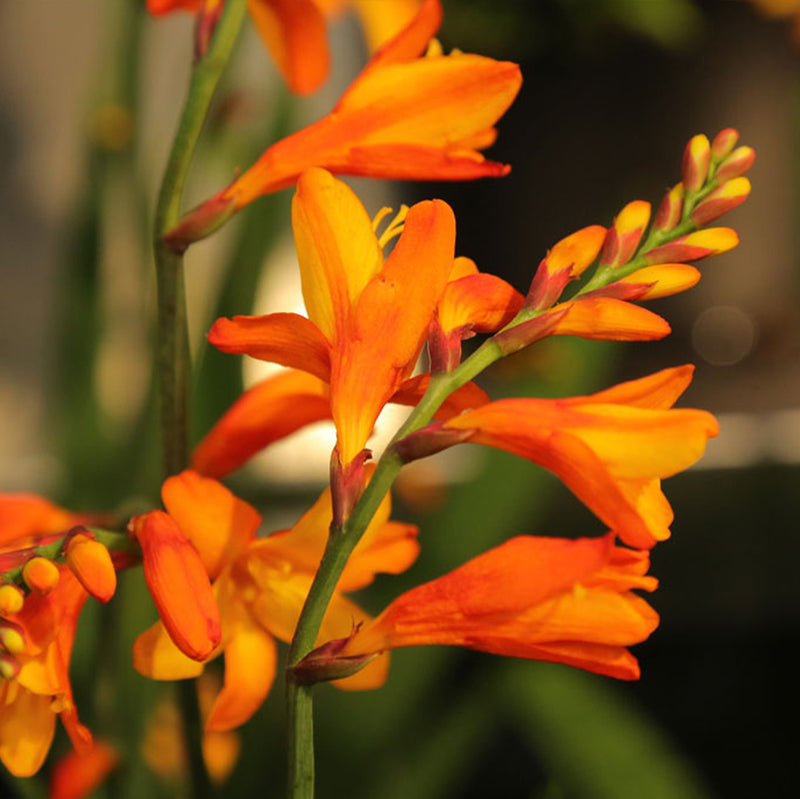 Orange Pekoe Swordflower