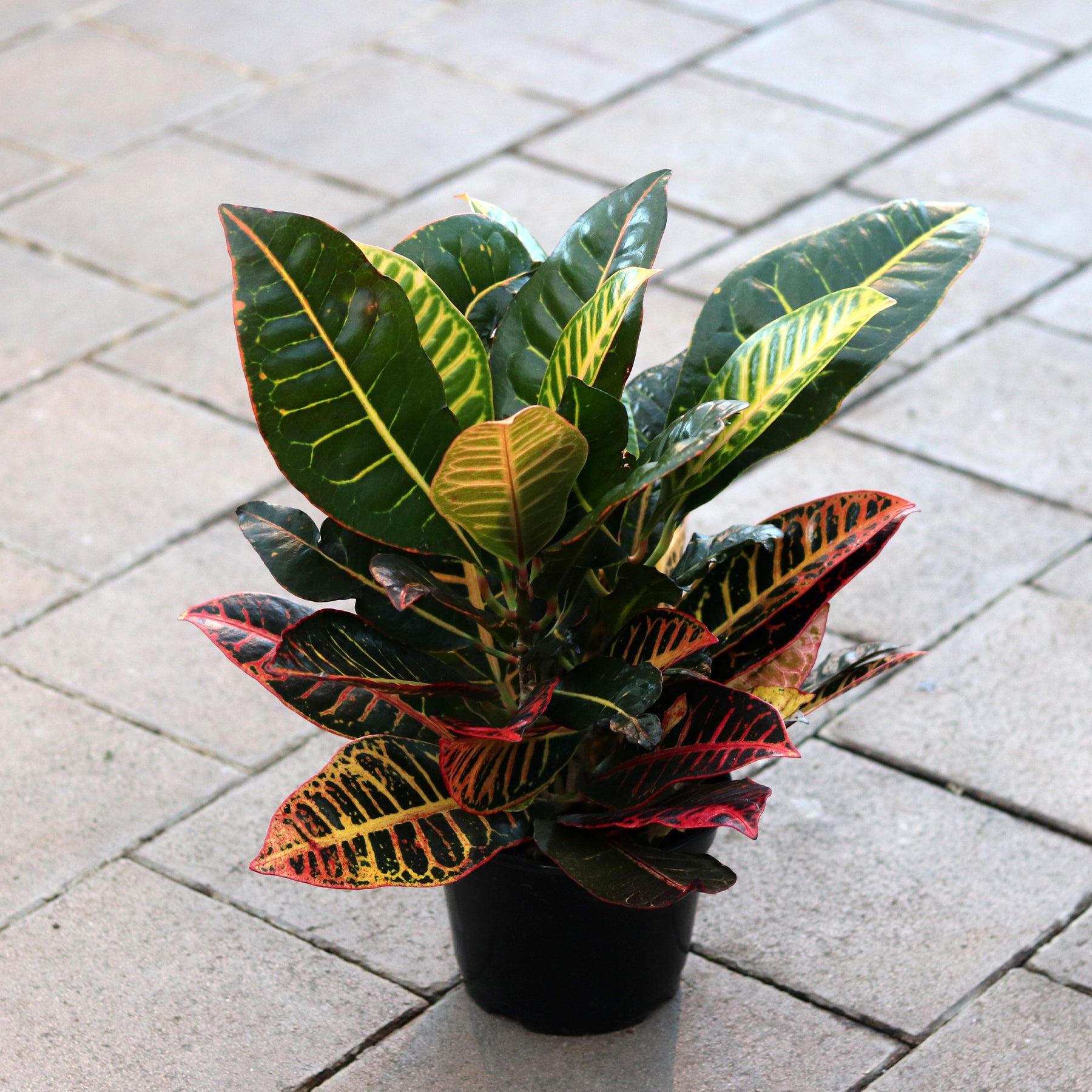 croton petra house plant Petra Croton – Ray Wiegand's Nursery & Garden Center