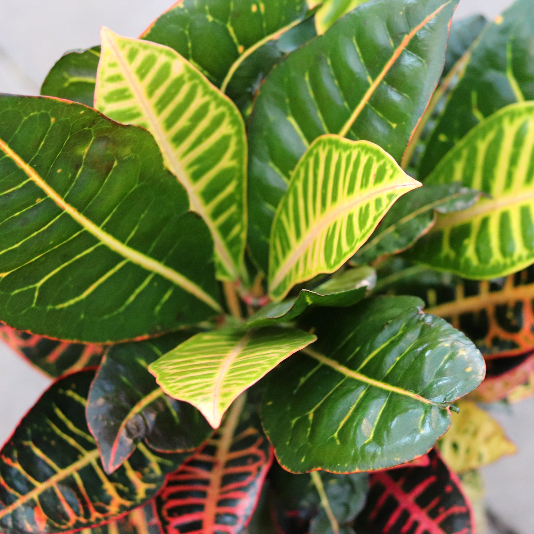 croton petra indoor plant Petra Croton – Ray Wiegand's Nursery & Garden Center