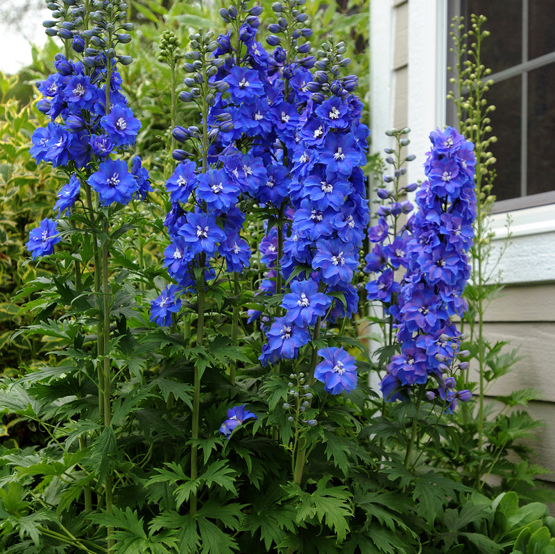 Guardian Blue Larkspur