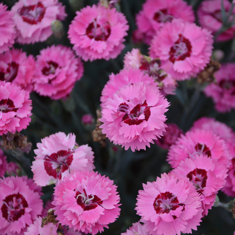 Cute as a Button Dianthus