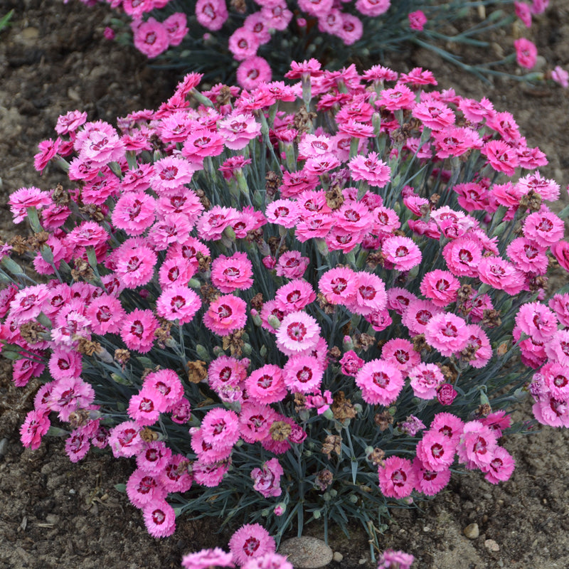 Cute as a Button Dianthus
