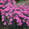 Cute as a Button Dianthus