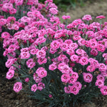 Cute as a Button Dianthus