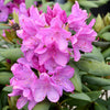 Roseum Pink Rhododendron