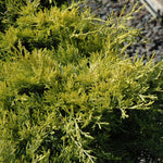 Sea of Gold Juniper