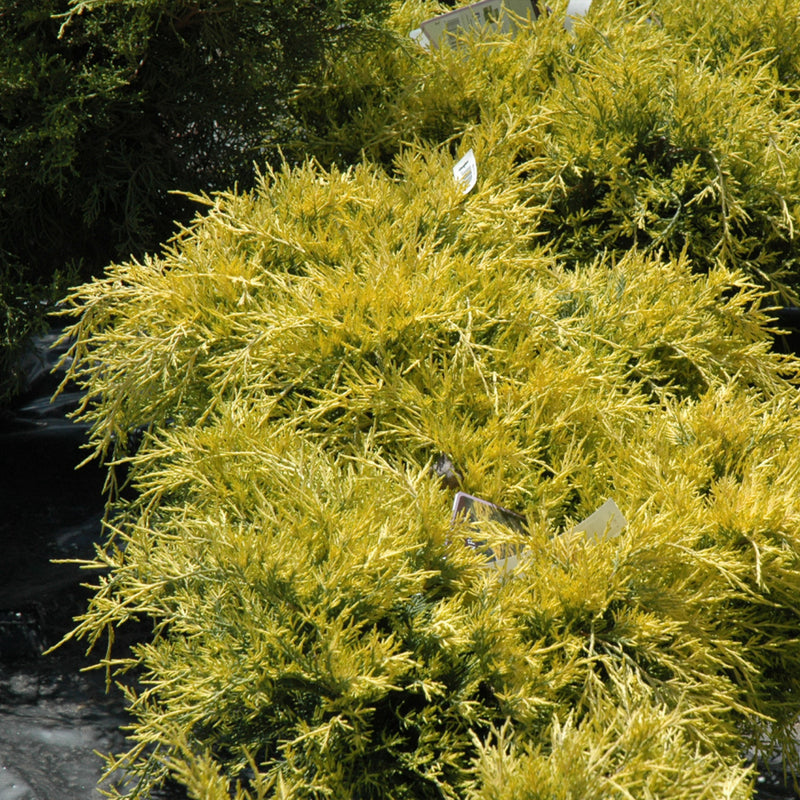 Sea of Gold Juniper