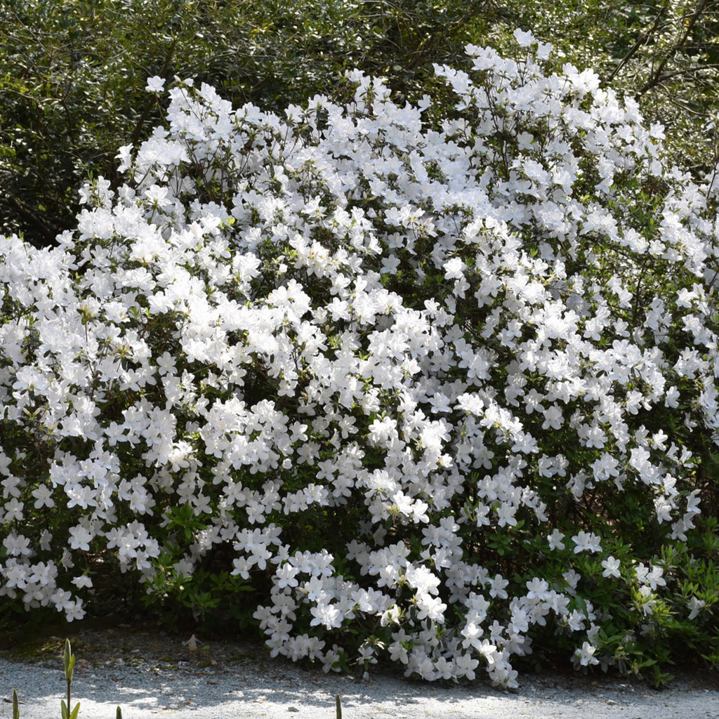 Delaware Valley White Evergreen Azalea