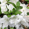 Girard's Pleasant White Evergreen Azalea
