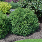 Green Velvet Boxwood