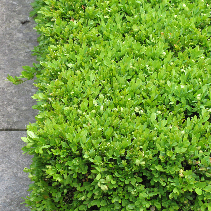 Green Velvet Boxwood