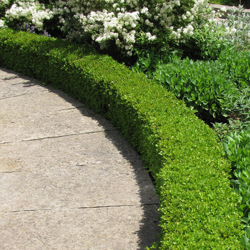 Green Velvet Boxwood