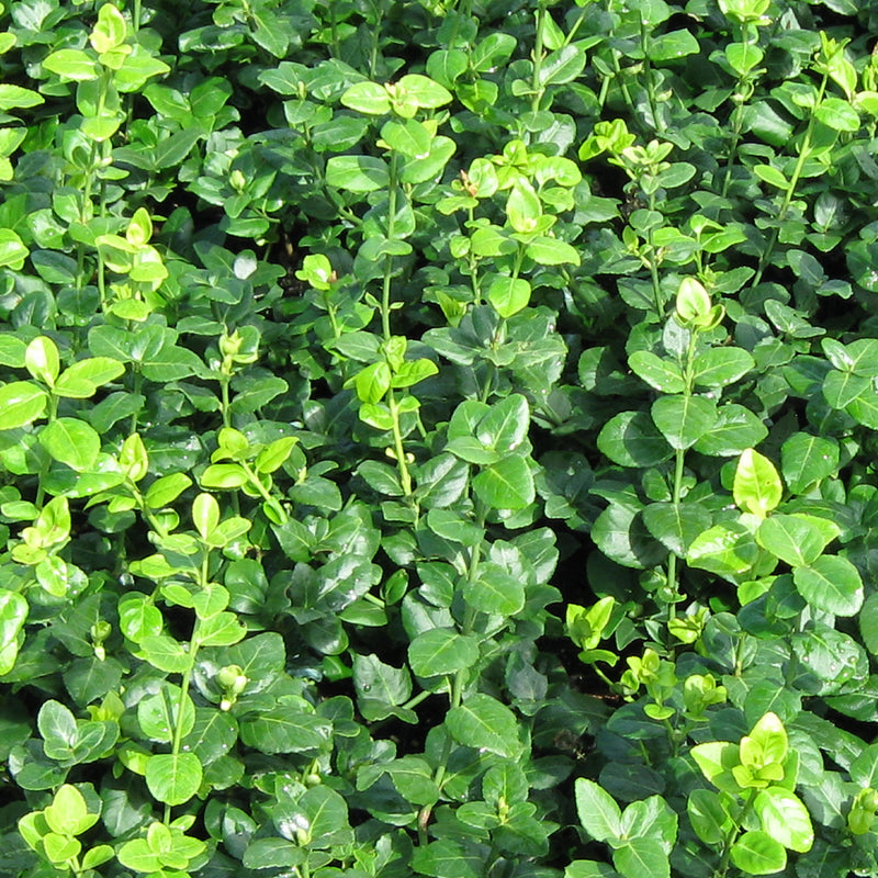 Green Lane Euonymus