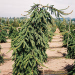 Weeping Norway Spruce