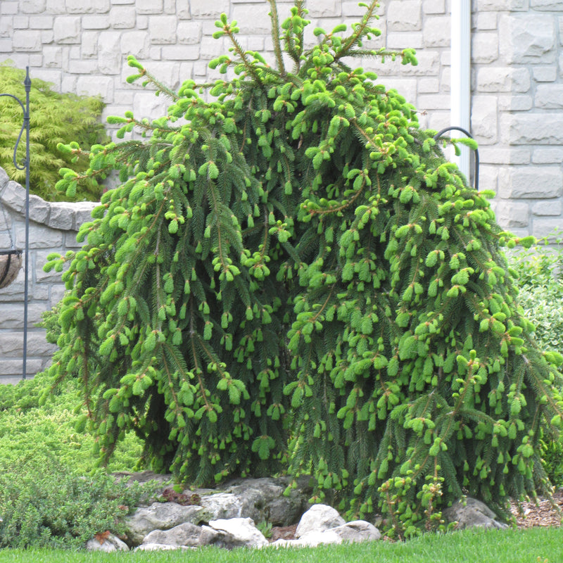 Weeping Norway Spruce