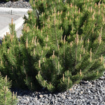 Pumilo Mugo Pine