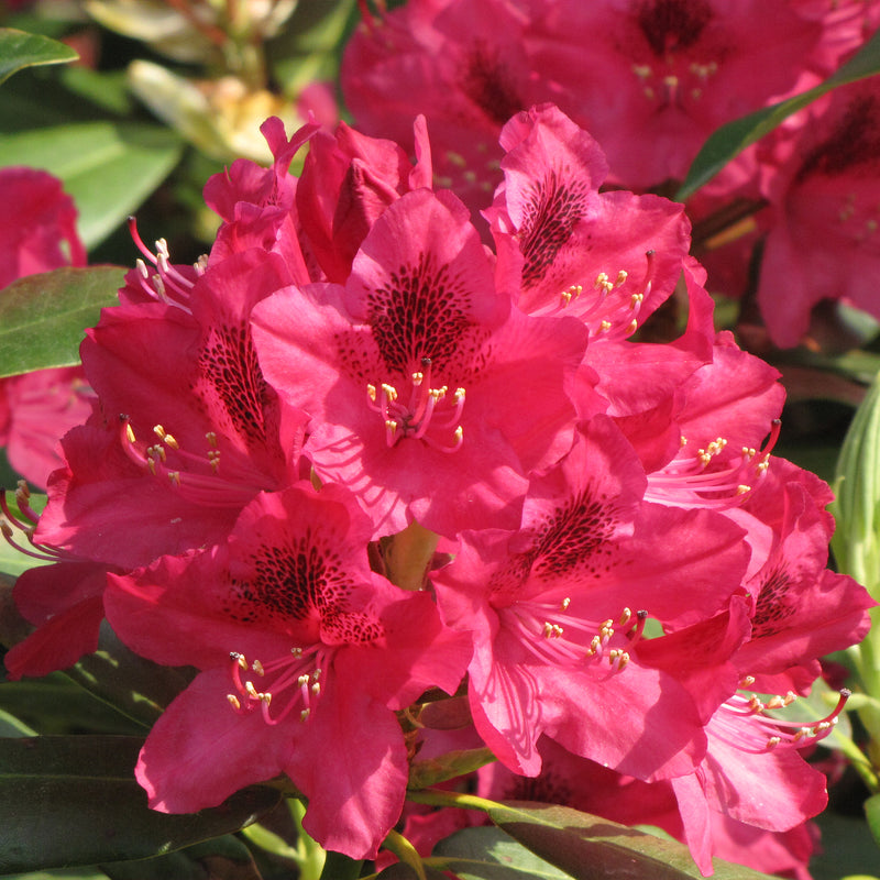 Nova Zembla Rhododendron