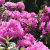 Roseum Elegans Rhododendron