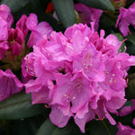 Roseum Elegans Rhododendron