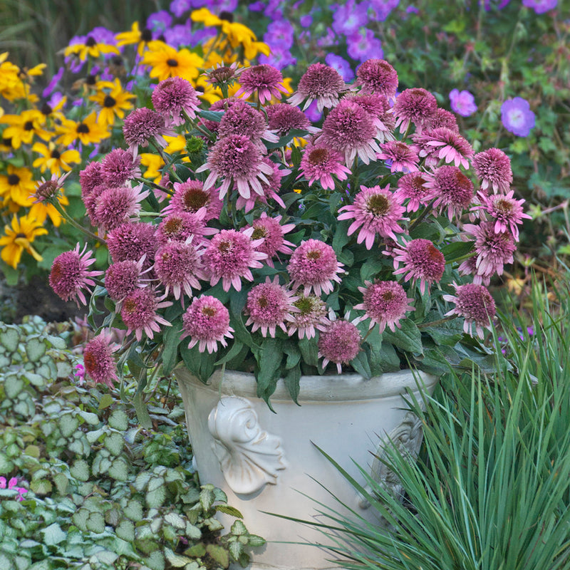 Butterfly Kisses Coneflower Ray Wiegand's Nursery & Garden Center