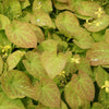 Yellow Barrenwort