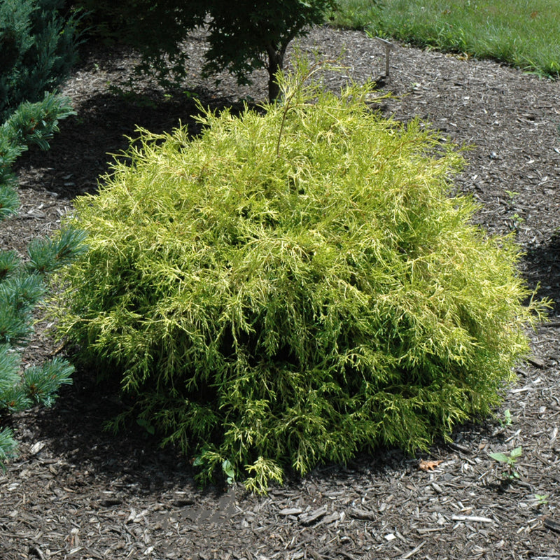 Golden Mop Cypress